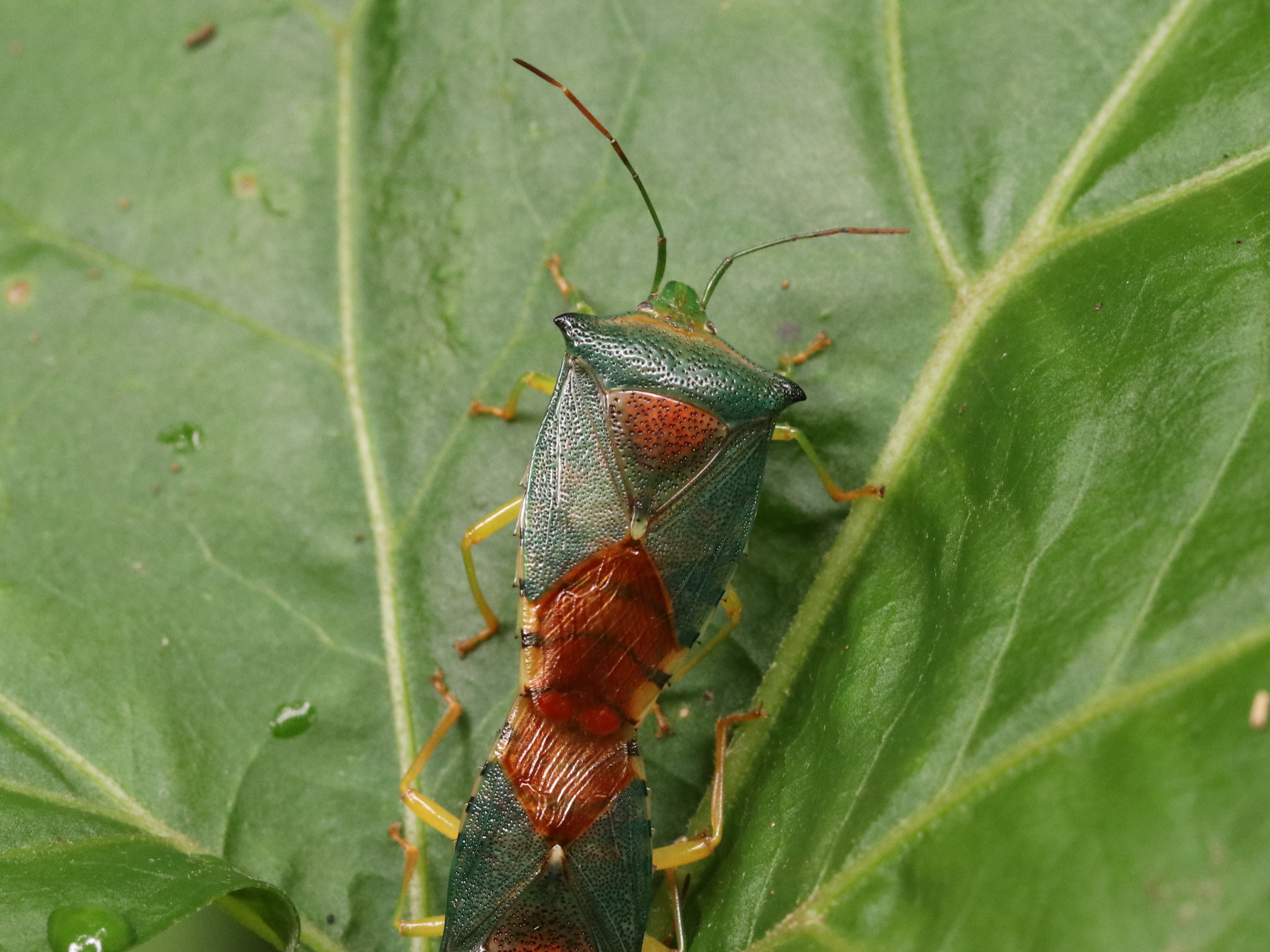 葉上のセアカツノカメムシ3